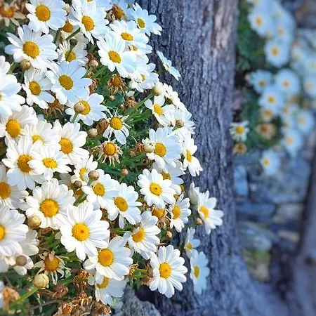 Dependance Belvedere Daire *