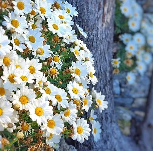 Dependance Belvedere Lägenhet *